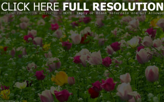Flower field garden bush leaf - a field of flowers free wallpaper