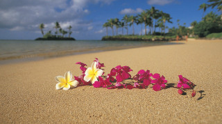 Flowers beach palm trees sky - a bunch of flowers free wallpaper