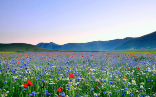 Spring flower field mountains sunset - carlo carlone free wallpaper