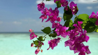 Purple flowers tree branch water - purple flower free wallpaper for desktop