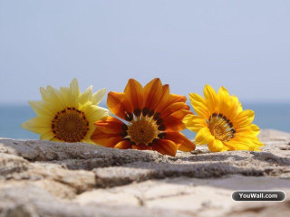 Sunflowers beach sand dune ocean - ahmed yacoubi free wallpaper