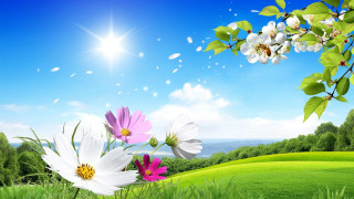 Flower field blue sky sunshine - sunny day free wallpaper