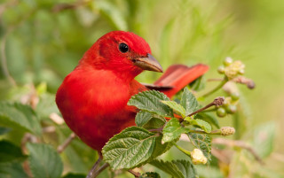 Red bird branch flowers leaves - edge free wallpaper