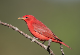 Red bird perched branch green - upper body free wallpaper