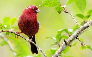 Red bird branch green leaves - a red bird free wallpaper