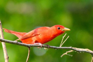Red bird perched branch green 3 - the background and a blurry background free wallpaper