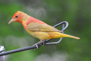 Bird sitting wire blurry background - upper body free wallpaper