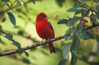 Red bird sitting branch tree - leaf and berries free wallpaper