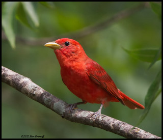 Red bird perched branch leaves - the background and a blurry background free wallpaper