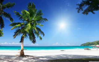 Palm tree beach sun clouds 5 - florianne becker free wallpaper for desktop