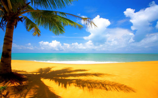 Palm tree shadow beach blue 5 - beach free wallpaper for desktop