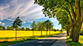 Road fence trees field blue - a fence and trees free wallpaper