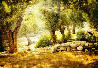 Park trees rocks path stone - radiant light free wallpaper for desktop
