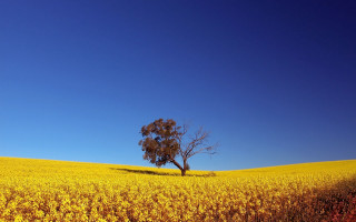 Lone tree yellow flowers blue 2 - under a blue sky free wallpaper