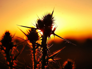 Plant sunset yellow sky clouds - alexander johnston free wallpaper for desktop