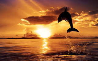 Dolphin jumping sunset ocean boat 2 - sea free wallpaper