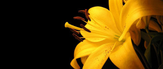 Yellow flower closeup black background 2 - a yellow flower free wallpaper