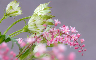 Pink flower green leaves background - a pink flower free wallpaper for desktop