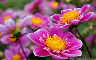 Pink flower field macro bokeh - cheng shifa free wallpaper