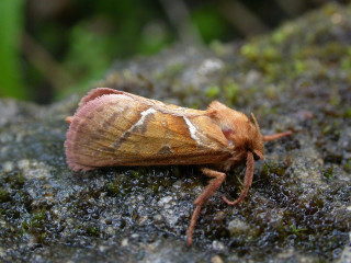 Moth rock moss background blurry - an illustration free wallpaper for desktop