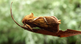 Brown white moth leaf forest - green leaf and a blurry background free wallpaper