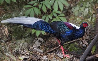 Colorful bird long tail woods - david young cameron free wallpaper