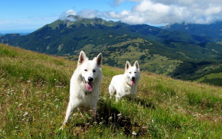 White dogs grassy field mountains - a grassy field free wallpaper for desktop