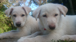 Two white dogs rock grass - one dog free wallpaper