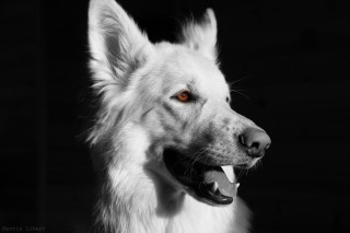 White dog red eye black - a white dog free wallpaper