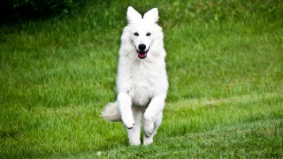 White dog running grassy field - a grassy field free wallpaper for desktop