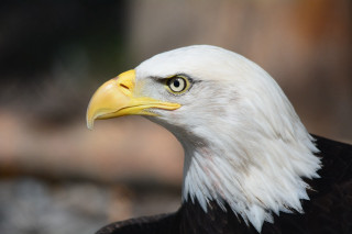 Bald eagle yellow beak white - yellow beak free wallpaper for desktop