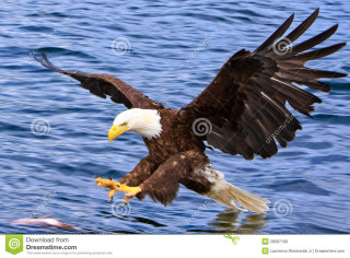 Bald eagle flying water wings 2 - bald free wallpaper