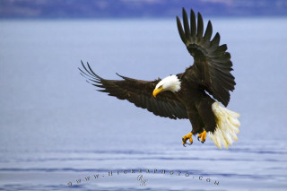 Bald eagle flying water wings 3 - dick bickenbach free wallpaper