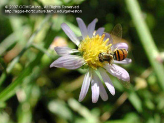 Bee flower yellow center black - a black stripe free wallpaper