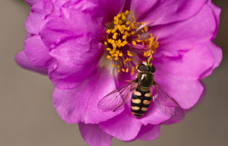Bee pink flower yellow center - a black body free wallpaper