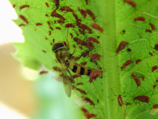 Red bugs green leaf white - free nature wallpaper