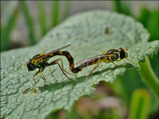 Bees fighting green leaf grass - green leaf free wallpaper for desktop