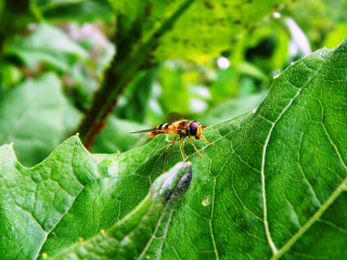 Fly green leaf forest bug - free nature wallpaper