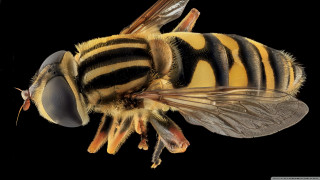 Bee striped black wings macro - black wing free wallpaper for desktop