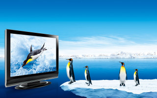 Penguins tv screen watching penguin - the screen free wallpaper