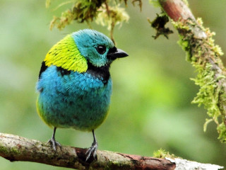 Small blue bird yellow feathers - moss free wallpaper