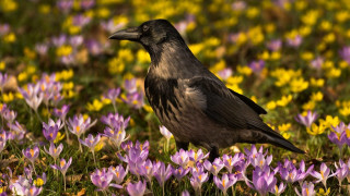 Black bird field purple yellow - black wing free wallpaper