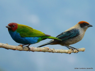 Two birds branch blue sky - a red head free wallpaper