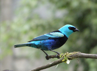 Blue bird sitting branch tree - an illustration of free wallpaper