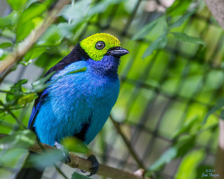 Blue bird yellow head branch - a yellow head free wallpaper