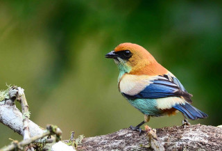 Colorful bird perched branch tree 4 - allan linder free wallpaper