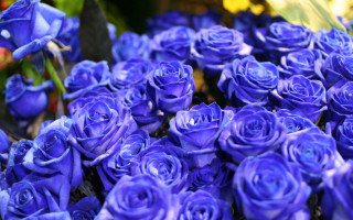 Purple roses blue flower macro - other flower free wallpaper