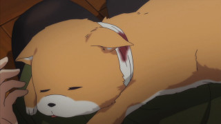 Dog laying head person hand - a persons hand free wallpaper