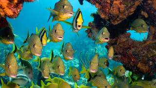 School fish coral reef background - a coral reef free wallpaper for desktop