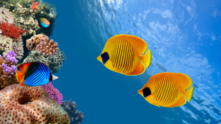Yellow fish coral reef sponge 2 - aquirax uno free wallpaper